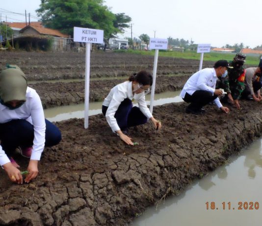 Banten Tuan Rumah Gerakan Tanam PT HKTI, Wagub Dorong Anak Muda Geluti Pertanian