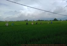 Provinsi Banten Sembilan Besar Produsen Beras Nasional