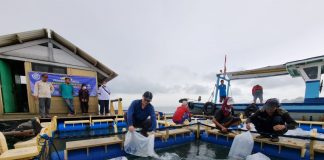 Bantuan 12 Ribu Benih Ikan Bawal Bintang untuk Nelayan Kabupaten Serang
