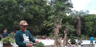 Bantu Pemerintah Tingkatkan Ekonomi Kreatif PPBI Gelar Pameran Bonsai