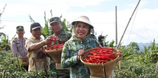 Kecamatan Pabuaran Dijadikan Sentra Cabe Merah