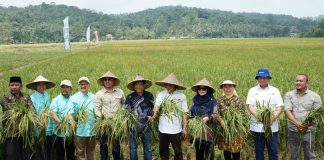 Pemerintah Malaysia Belajar Pertanian ke Kabupaten Serang