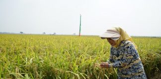 Berprestasi Bidang Pertanian, Ratu Tatu Raih Satyalancana Wira Karya dari Presiden