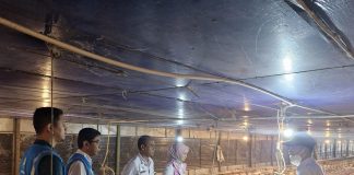 Angka Kematian Hewan Turun Signifikan, Srikandi Banten Ajak Peternak Beralih ke Listrik PLN