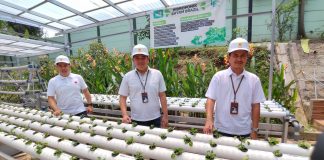 PLN Dorong Produktivitas Petani Anggur Melalui Program “Menyala Anggurku” di Tangerang Selatan