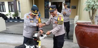 Purna Tugas, Kapolres Serang Hadiahi Domba Mantan Kabagren Setelah Tugas 36 Tahun