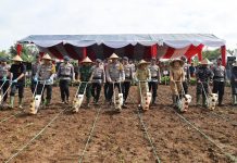 Kapolda Banten Bersama Forkopimda Tanam Jagung 1 Juta Hektar di Pandeglang