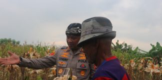 Kapolres Serang Panen Jagung dengan Petani di Belakang Mapolres Serang