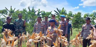 Polres Serang Kembali Panen Jagung, Kali Ini di Pamarayan