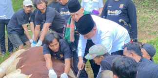 Polda Banten Sembelih 137 Hewan Qurban pada Idul Adha 1446 H