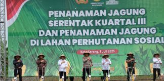 Polda Banten Tanam Jagung Serentak di 93 Lokasi, Dorong Swasembada Pangan Nasional