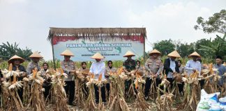 Kapolres Condro Dihadiahi Penghargaan Polisi Jagung se Indonesia dari Petani