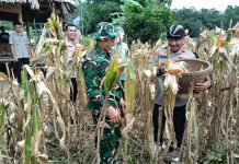 Kapolres Serang Kembali Panen Raya Jagung di Kecamatan Kopo