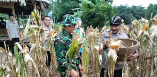 Kapolres Serang Kembali Panen Raya Jagung di Kecamatan Kopo