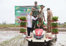 Bupati Serang Lakukan Percepatan Tanam Padi Gunakan Transplanter di Kramatwatu