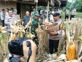 Serapan Hasil Panen Jagung di Polres Serang Lebihi Target