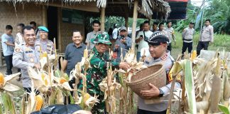 Serapan Hasil Panen Jagung di Polres Serang Lebihi Target