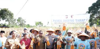 Dorong Program Swasembada Pangan, Bidpropam Polda Banten Gelar Panen Jagung