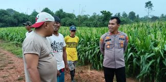 Lokasi Lahan Tanam Jagung di Kecamatan Kopo Ditinjau Kapolres Serang