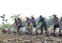 Dukung Ketahanan Pangan, Polda Banten Laksanakan Penanaman Jagung Kuartal II