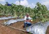 Kadin Panen Buah Melon Empat Hektar di Lebak