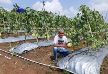 Kadin Panen Buah Melon Empat Hektar di Lebak