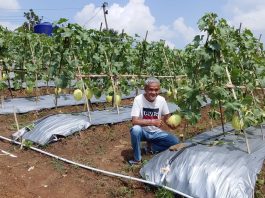 Kadin Panen Buah Melon Empat Hektar di Lebak
