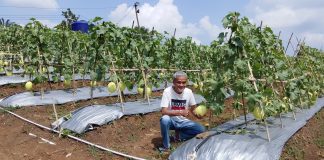 Kadin Panen Buah Melon Empat Hektar di Lebak
