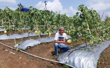 Kadin Panen Buah Melon Empat Hektar di Lebak