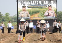 Ditlantas Polda Banten Tanam Jagung di Kopo
