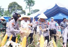 Polda Banten Panen 29,5 Ton Jagung di Pandeglang untuk Ketahanan Pangan