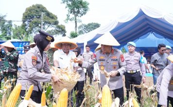 Polda Banten Panen 29,5 Ton Jagung di Pandeglang untuk Ketahanan Pangan