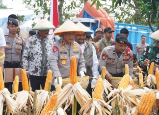 Polda Jabar Panen Jagung Kuartal II di Indramayu
