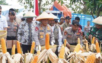 Polda Jabar Panen Jagung Kuartal II di Indramayu