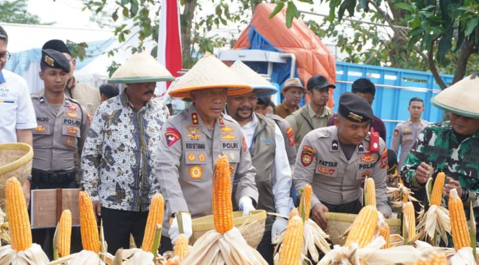Polda Jabar Panen Jagung Kuartal II di Indramayu