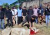PWI dan SMSI Banten Potong Hewan Kurban Bersama