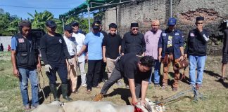 PWI dan SMSI Banten Potong Hewan Kurban Bersama