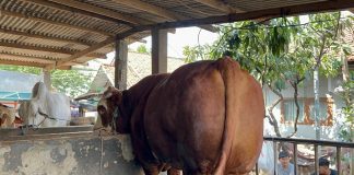 Sembilan Sapi Banmas akan Dibagikan Presiden ke Banten