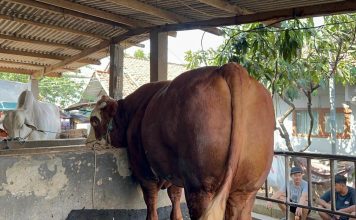 Sembilan Sapi Banmas akan Dibagikan Presiden ke Banten