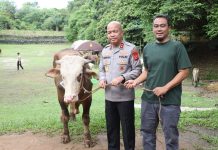 Puluhan Sapi dan Kambing Kurban Polda Banten Siap Dibagikan