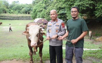 Puluhan Sapi dan Kambing Kurban Polda Banten Siap Dibagikan