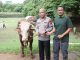 Puluhan Sapi dan Kambing Kurban Polda Banten Siap Dibagikan