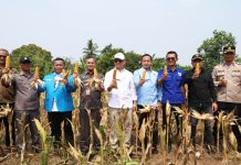 Dukung Ketahanan Pangan, KNPI Panen Raya Jagung di Lebak