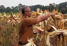 Panen Jagung Hibrida Banten Dimulai dari Baros, Jadi Model Pengembangan Sentra Jagung Daerah