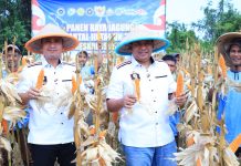 Polda Banten Panen 20 Ton Jagung Dari Lahan Seluas 10 Hektare