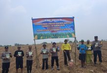 Polsek Jawilan Tanam Jagung Kuartal III di Lahan PAT Seluas 10 Hektar